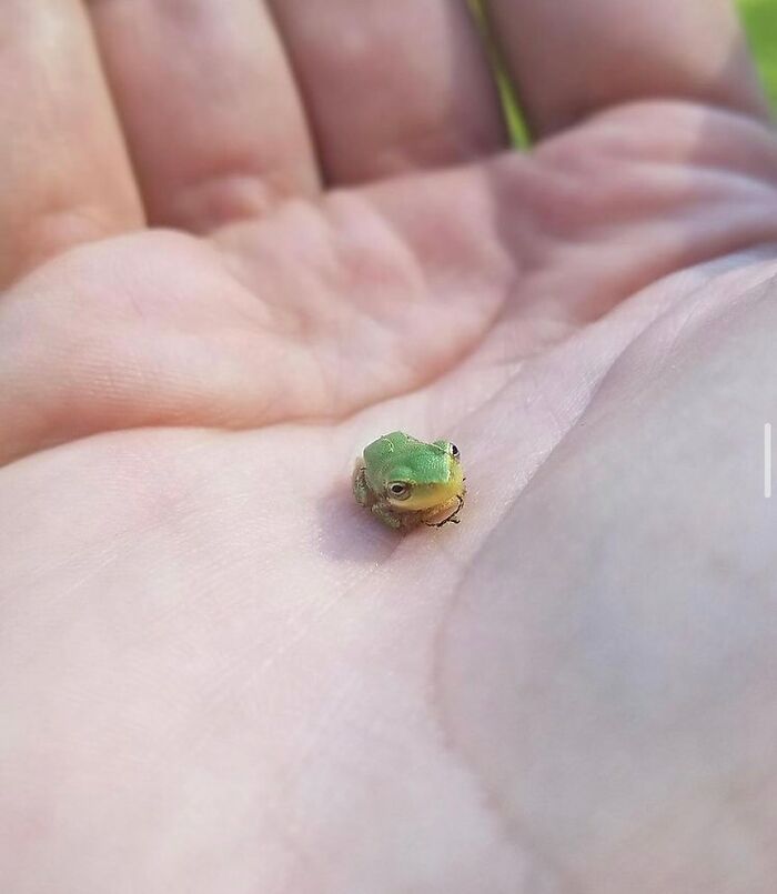 This Instagram Page Shares The Cutest “Smol” Animals, And Here Are 60 Of The Best Pics This Instagram Page Shares The Cutest “Smol” Animals, And Here Are 60 Of The Best Pics