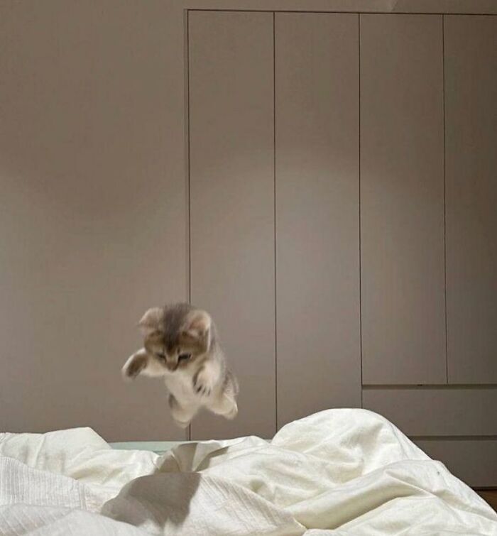 This Instagram Page Shares The Cutest “Smol” Animals, And Here Are 60 Of The Best Pics This Instagram Page Shares The Cutest “Smol” Animals, And Here Are 60 Of The Best Pics