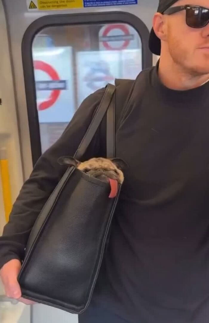 This Instagram Page Shares The Cutest “Smol” Animals, And Here Are 60 Of The Best Pics This Instagram Page Shares The Cutest “Smol” Animals, And Here Are 60 Of The Best Pics