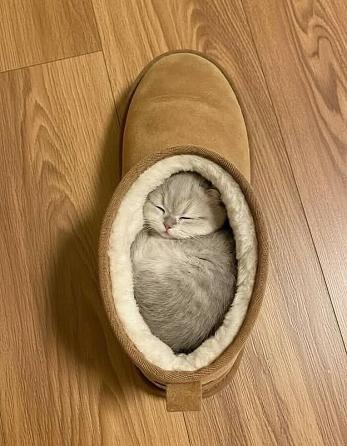 This Instagram Page Shares The Cutest “Smol” Animals, And Here Are 60 Of The Best Pics This Instagram Page Shares The Cutest “Smol” Animals, And Here Are 60 Of The Best Pics