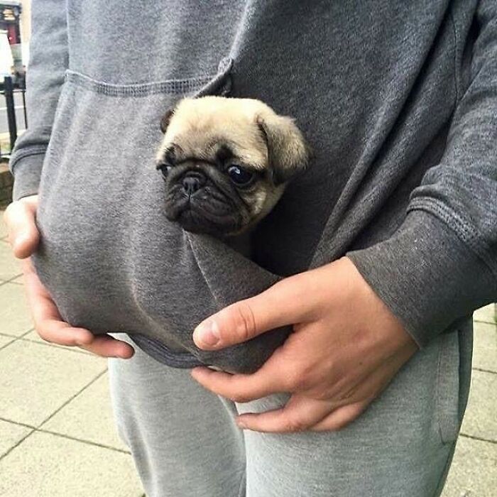 This Instagram Page Shares The Cutest “Smol” Animals, And Here Are 60 Of The Best Pics This Instagram Page Shares The Cutest “Smol” Animals, And Here Are 60 Of The Best Pics