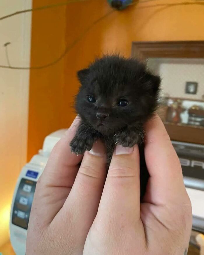 This Instagram Page Shares The Cutest “Smol” Animals, And Here Are 60 Of The Best Pics This Instagram Page Shares The Cutest “Smol” Animals, And Here Are 60 Of The Best Pics