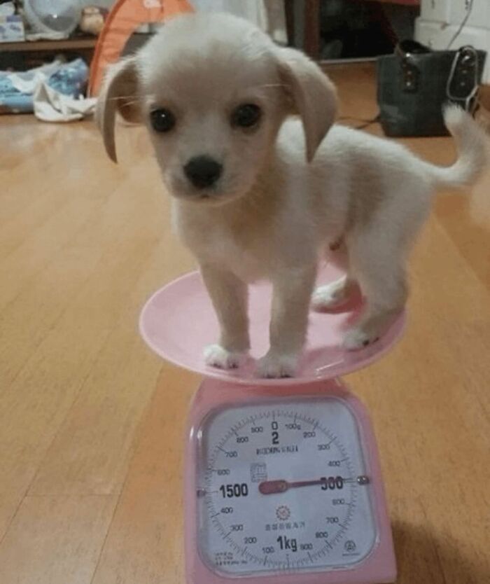 This Instagram Page Shares The Cutest “Smol” Animals, And Here Are 60 Of The Best Pics This Instagram Page Shares The Cutest “Smol” Animals, And Here Are 60 Of The Best Pics