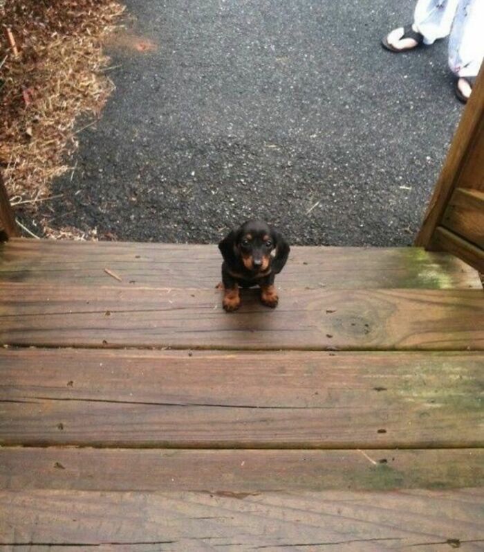 This Instagram Page Shares The Cutest “Smol” Animals, And Here Are 60 Of The Best Pics This Instagram Page Shares The Cutest “Smol” Animals, And Here Are 60 Of The Best Pics