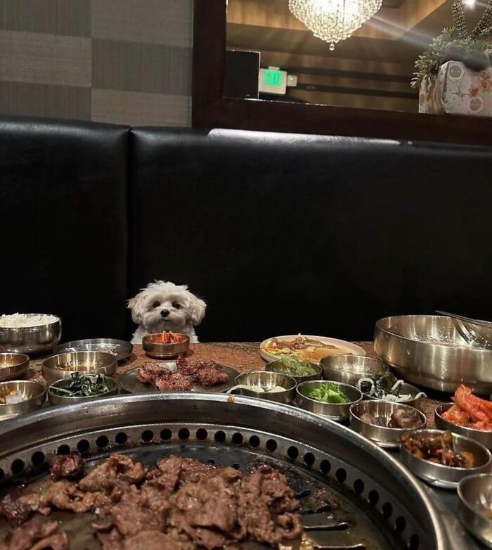 This Instagram Page Shares The Cutest “Smol” Animals, And Here Are 60 Of The Best Pics This Instagram Page Shares The Cutest “Smol” Animals, And Here Are 60 Of The Best Pics