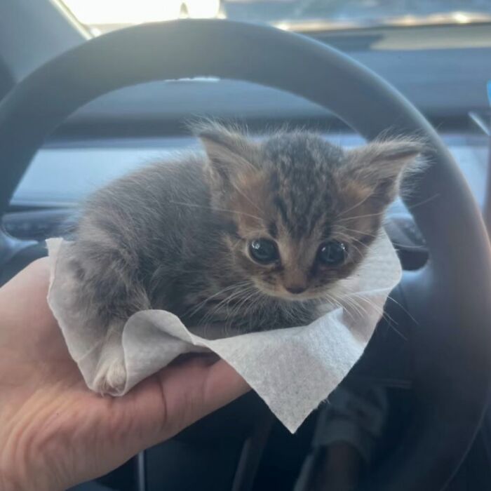 This Instagram Page Shares The Cutest “Smol” Animals, And Here Are 60 Of The Best Pics This Instagram Page Shares The Cutest “Smol” Animals, And Here Are 60 Of The Best Pics