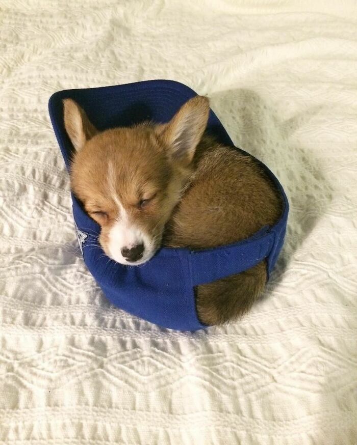 This Instagram Page Shares The Cutest “Smol” Animals, And Here Are 60 Of The Best Pics This Instagram Page Shares The Cutest “Smol” Animals, And Here Are 60 Of The Best Pics