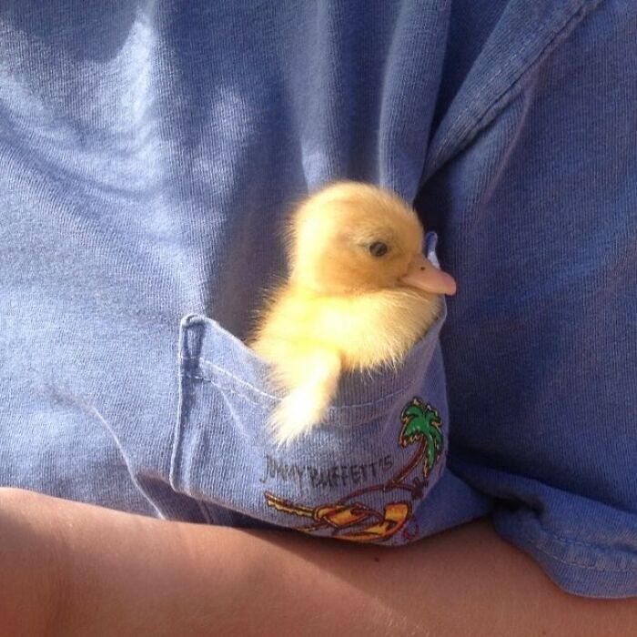 This Instagram Page Shares The Cutest “Smol” Animals, And Here Are 60 Of The Best Pics This Instagram Page Shares The Cutest “Smol” Animals, And Here Are 60 Of The Best Pics