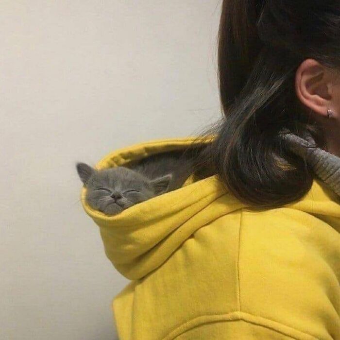 This Instagram Page Shares The Cutest “Smol” Animals, And Here Are 60 Of The Best Pics This Instagram Page Shares The Cutest “Smol” Animals, And Here Are 60 Of The Best Pics