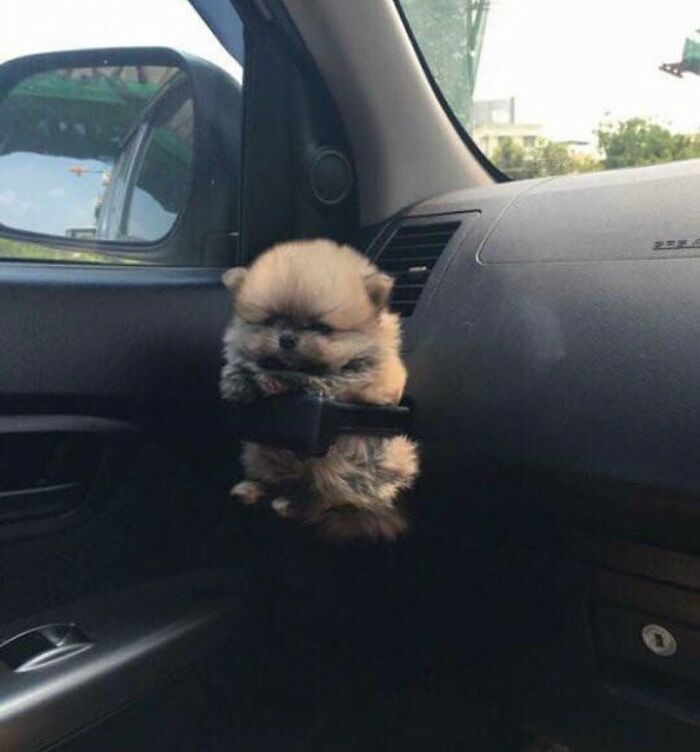 This Instagram Page Shares The Cutest “Smol” Animals, And Here Are 60 Of The Best Pics This Instagram Page Shares The Cutest “Smol” Animals, And Here Are 60 Of The Best Pics