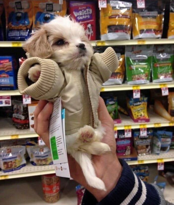 This Instagram Page Shares The Cutest “Smol” Animals, And Here Are 60 Of The Best Pics This Instagram Page Shares The Cutest “Smol” Animals, And Here Are 60 Of The Best Pics