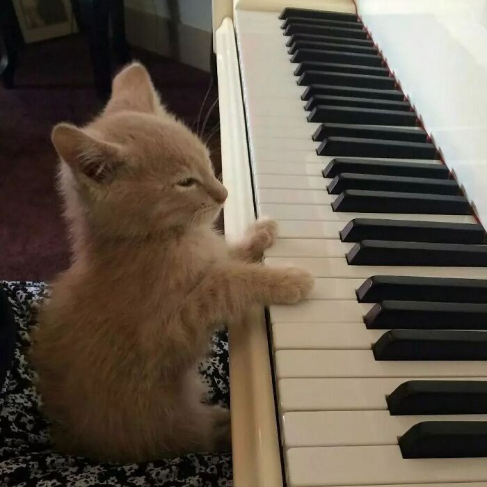 This Instagram Page Shares The Cutest “Smol” Animals, And Here Are 60 Of The Best Pics This Instagram Page Shares The Cutest “Smol” Animals, And Here Are 60 Of The Best Pics