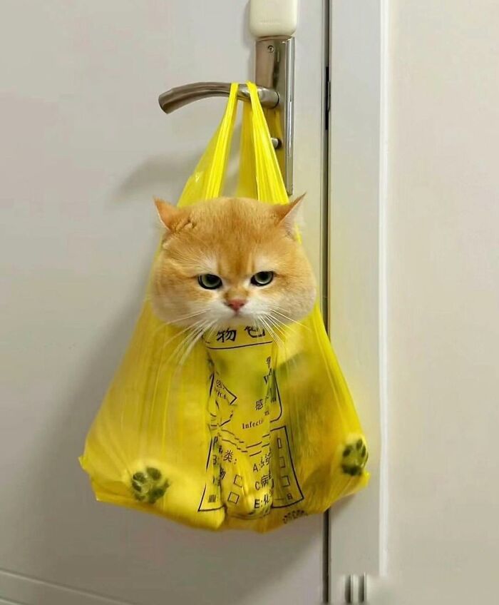 This Instagram Page Shares The Cutest “Smol” Animals, And Here Are 60 Of The Best Pics This Instagram Page Shares The Cutest “Smol” Animals, And Here Are 60 Of The Best Pics