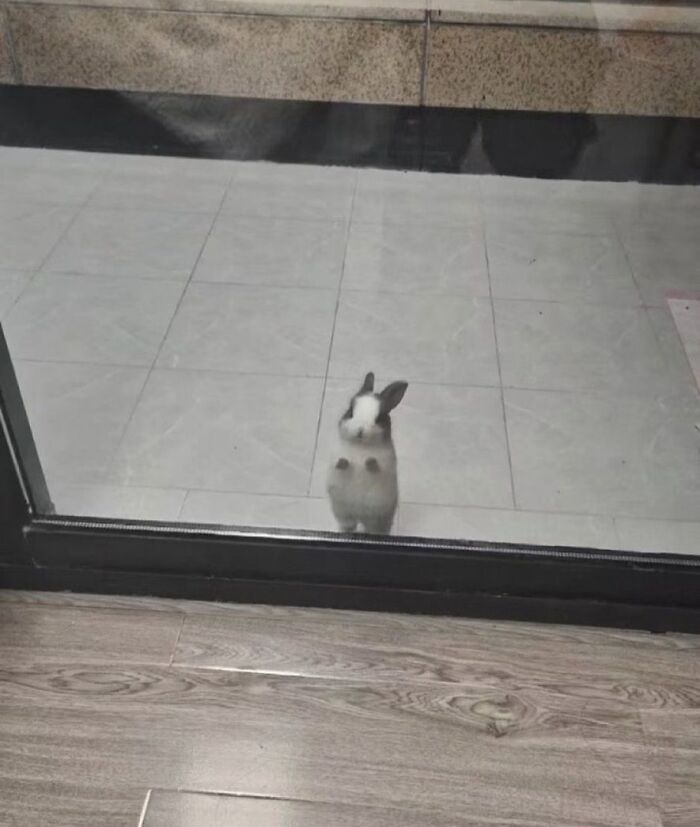 This Instagram Page Shares The Cutest “Smol” Animals, And Here Are 60 Of The Best Pics This Instagram Page Shares The Cutest “Smol” Animals, And Here Are 60 Of The Best Pics