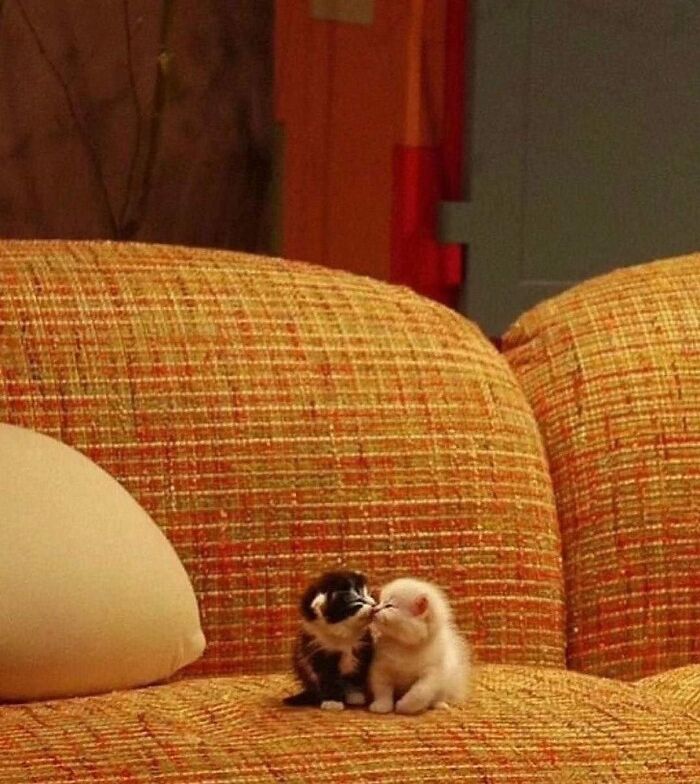 This Instagram Page Shares The Cutest “Smol” Animals, And Here Are 60 Of The Best Pics This Instagram Page Shares The Cutest “Smol” Animals, And Here Are 60 Of The Best Pics