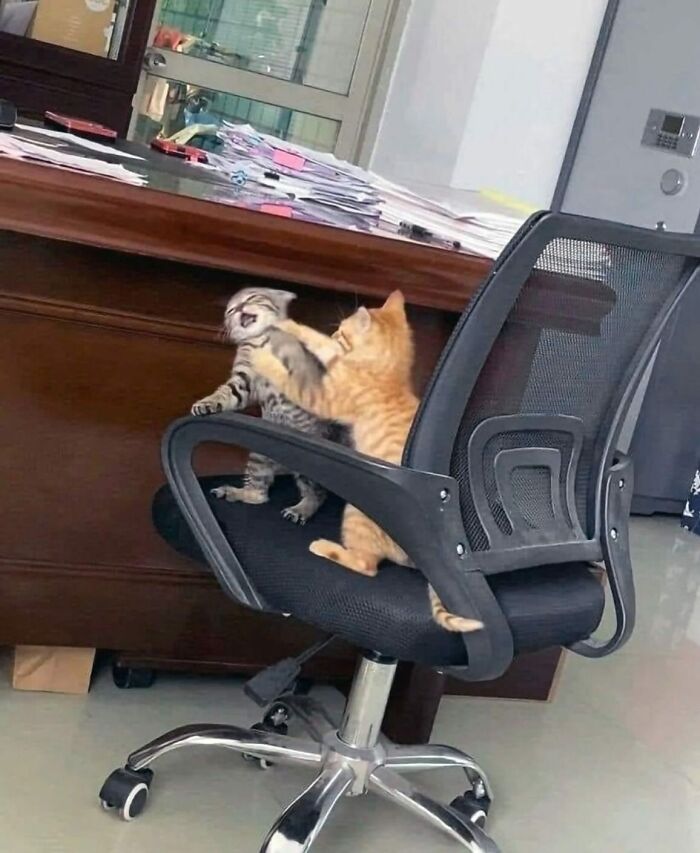 This Instagram Page Shares The Cutest “Smol” Animals, And Here Are 60 Of The Best Pics This Instagram Page Shares The Cutest “Smol” Animals, And Here Are 60 Of The Best Pics