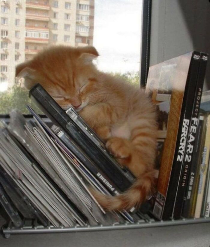 This Instagram Page Shares The Cutest “Smol” Animals, And Here Are 60 Of The Best Pics This Instagram Page Shares The Cutest “Smol” Animals, And Here Are 60 Of The Best Pics