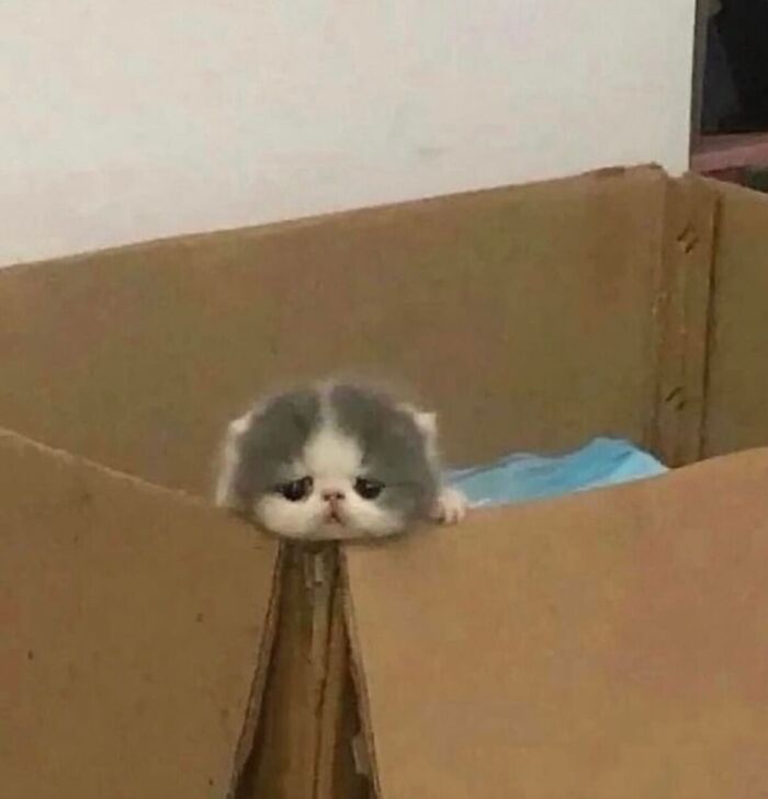 This Instagram Page Shares The Cutest “Smol” Animals, And Here Are 60 Of The Best Pics This Instagram Page Shares The Cutest “Smol” Animals, And Here Are 60 Of The Best Pics