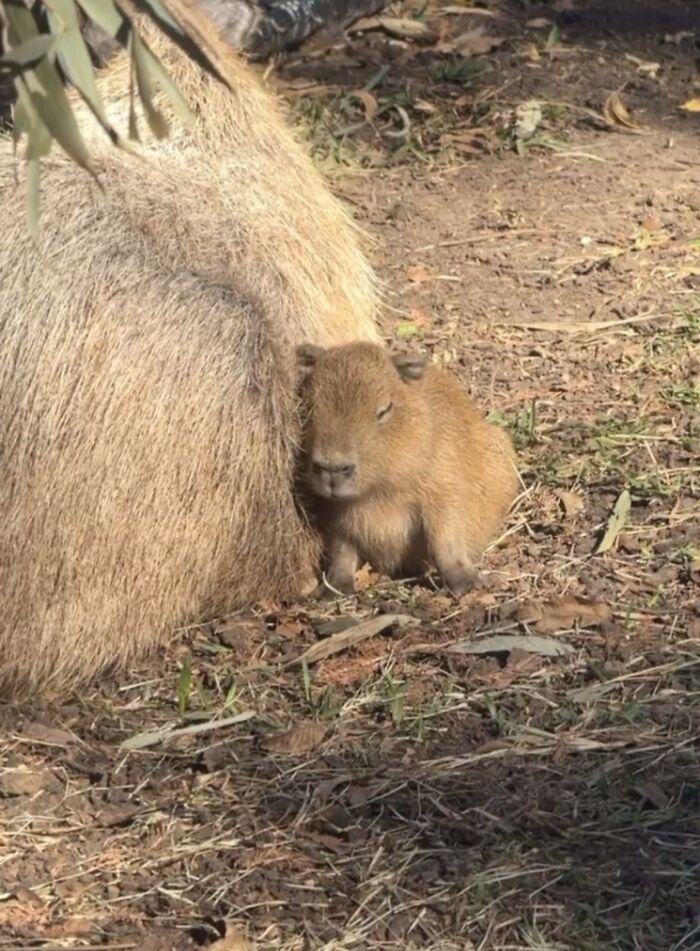 This Instagram Page Shares The Cutest “Smol” Animals, And Here Are 60 Of The Best Pics This Instagram Page Shares The Cutest “Smol” Animals, And Here Are 60 Of The Best Pics