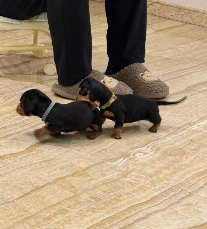 This Instagram Page Shares The Cutest “Smol” Animals, And Here Are 60 Of The Best Pics This Instagram Page Shares The Cutest “Smol” Animals, And Here Are 60 Of The Best Pics