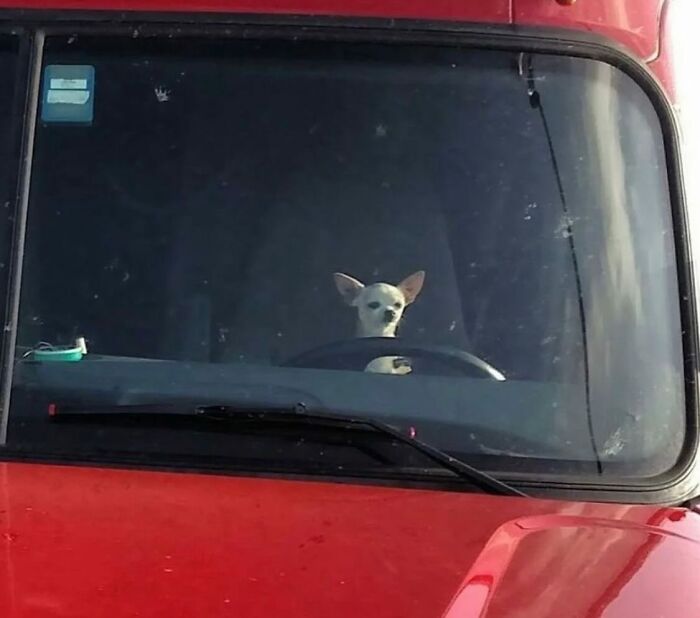 This Instagram Page Shares The Cutest “Smol” Animals, And Here Are 60 Of The Best Pics This Instagram Page Shares The Cutest “Smol” Animals, And Here Are 60 Of The Best Pics