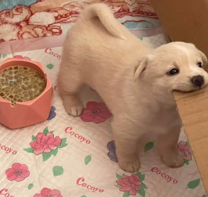 This Instagram Page Shares The Cutest “Smol” Animals, And Here Are 60 Of The Best Pics This Instagram Page Shares The Cutest “Smol” Animals, And Here Are 60 Of The Best Pics