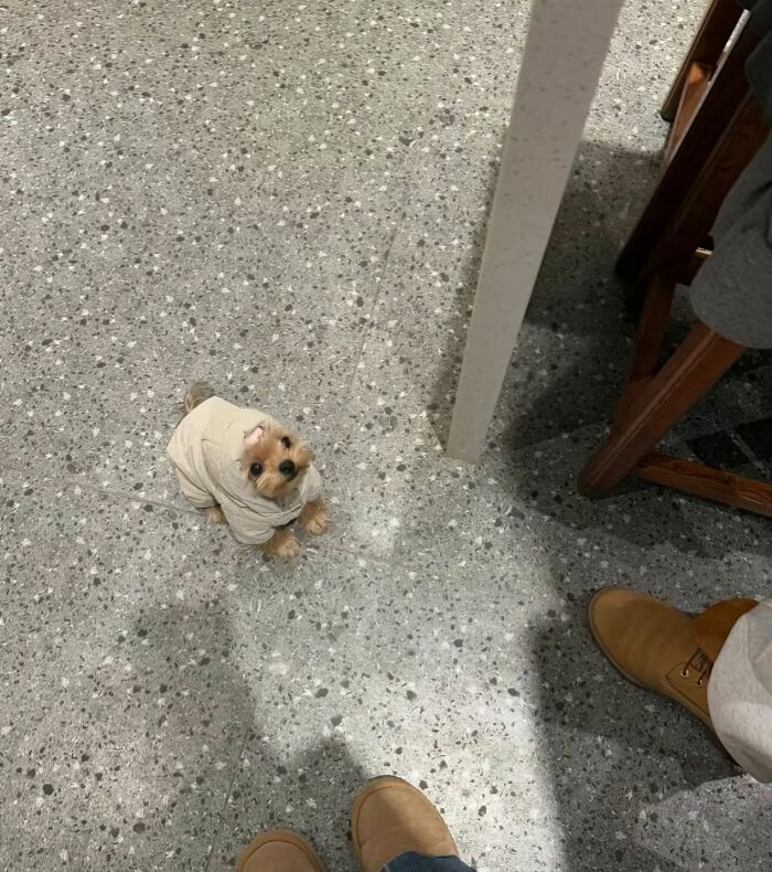 This Instagram Page Shares The Cutest “Smol” Animals, And Here Are 60 Of The Best Pics This Instagram Page Shares The Cutest “Smol” Animals, And Here Are 60 Of The Best Pics