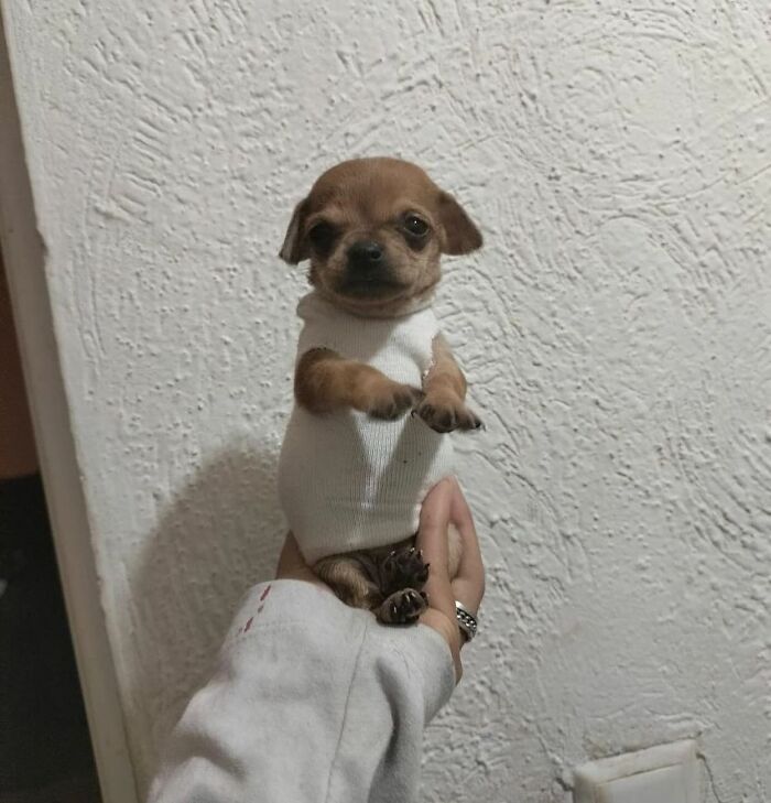 This Instagram Page Shares The Cutest “Smol” Animals, And Here Are 60 Of The Best Pics This Instagram Page Shares The Cutest “Smol” Animals, And Here Are 60 Of The Best Pics