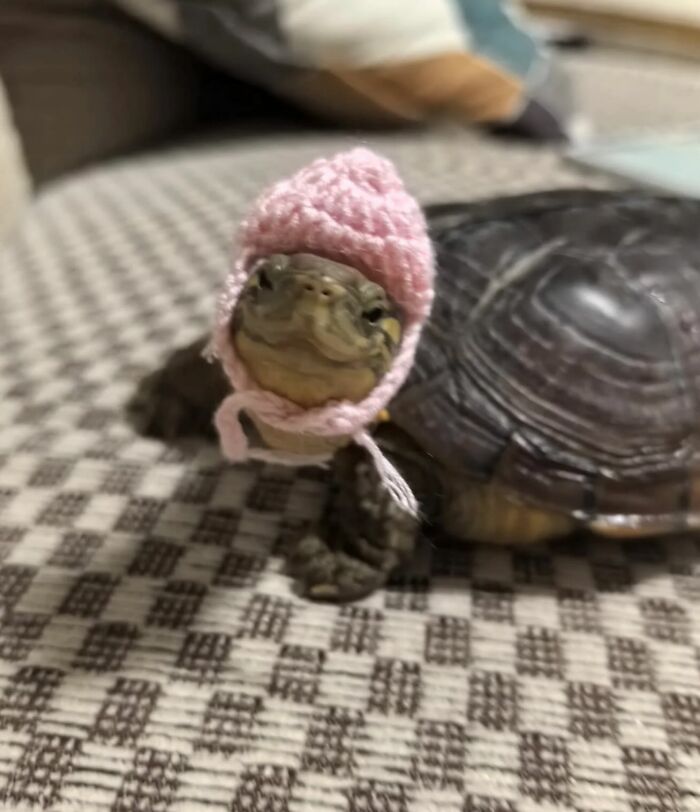 This Instagram Page Shares The Cutest “Smol” Animals, And Here Are 60 Of The Best Pics This Instagram Page Shares The Cutest “Smol” Animals, And Here Are 60 Of The Best Pics