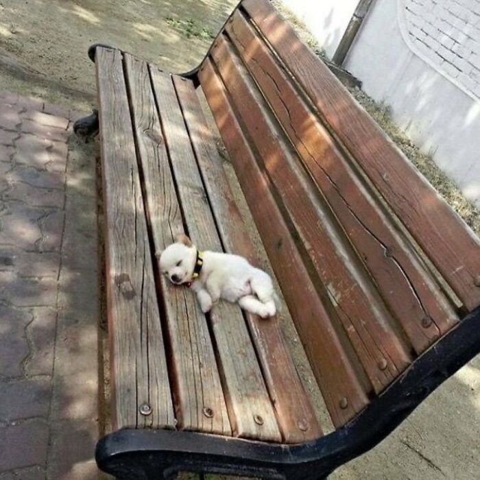 This Instagram Page Shares The Cutest “Smol” Animals, And Here Are 60 Of The Best Pics This Instagram Page Shares The Cutest “Smol” Animals, And Here Are 60 Of The Best Pics