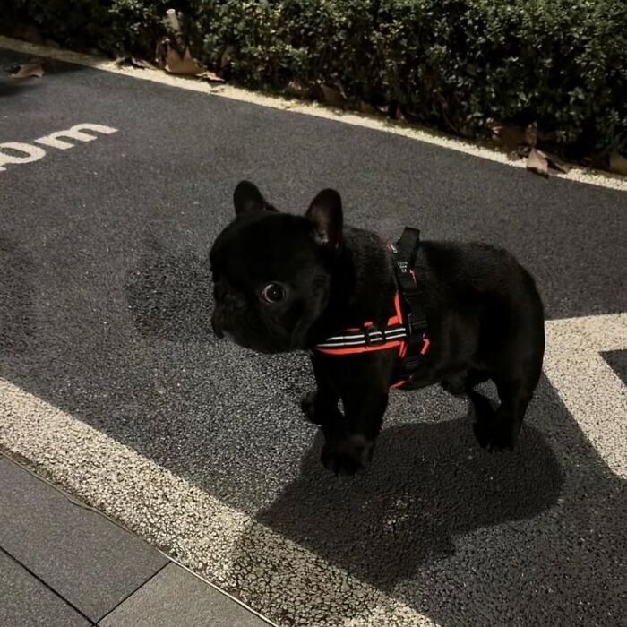 This Instagram Page Shares The Cutest “Smol” Animals, And Here Are 60 Of The Best Pics This Instagram Page Shares The Cutest “Smol” Animals, And Here Are 60 Of The Best Pics