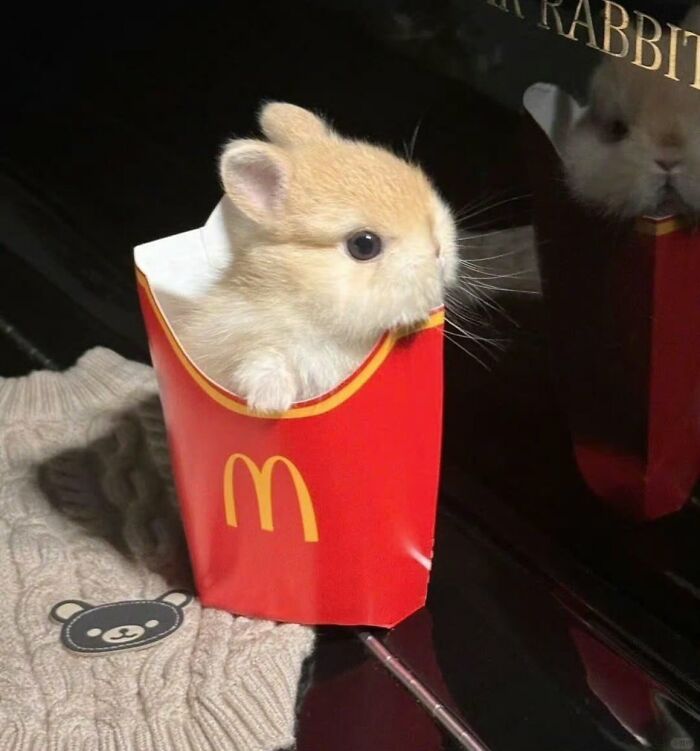 This Instagram Page Shares The Cutest “Smol” Animals, And Here Are 60 Of The Best Pics This Instagram Page Shares The Cutest “Smol” Animals, And Here Are 60 Of The Best Pics