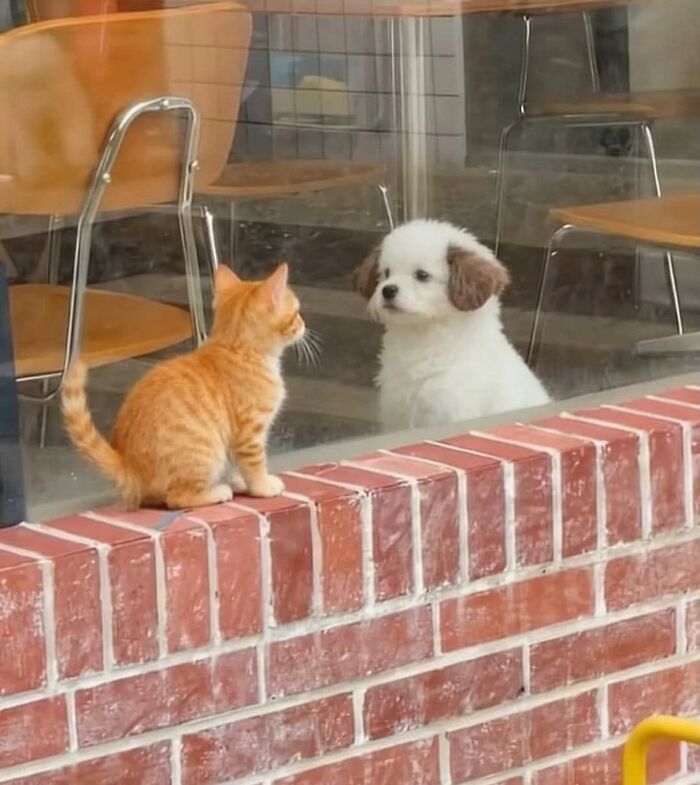 This Instagram Page Shares The Cutest “Smol” Animals, And Here Are 60 Of The Best Pics This Instagram Page Shares The Cutest “Smol” Animals, And Here Are 60 Of The Best Pics