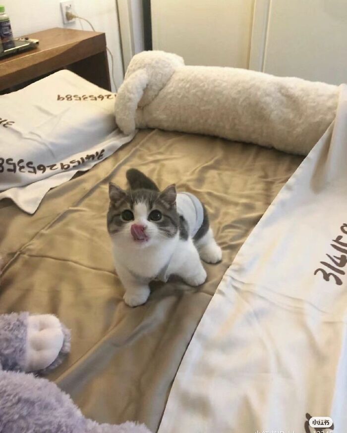 This Instagram Page Shares The Cutest “Smol” Animals, And Here Are 60 Of The Best Pics This Instagram Page Shares The Cutest “Smol” Animals, And Here Are 60 Of The Best Pics