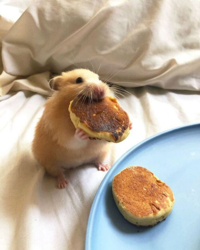 This Instagram Page Shares The Cutest “Smol” Animals, And Here Are 60 Of The Best Pics This Instagram Page Shares The Cutest “Smol” Animals, And Here Are 60 Of The Best Pics