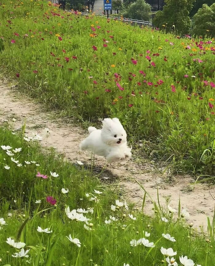 This Instagram Page Shares The Cutest “Smol” Animals, And Here Are 60 Of The Best Pics This Instagram Page Shares The Cutest “Smol” Animals, And Here Are 60 Of The Best Pics