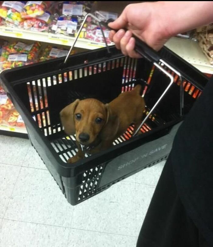 This Instagram Page Shares The Cutest “Smol” Animals, And Here Are 60 Of The Best Pics This Instagram Page Shares The Cutest “Smol” Animals, And Here Are 60 Of The Best Pics