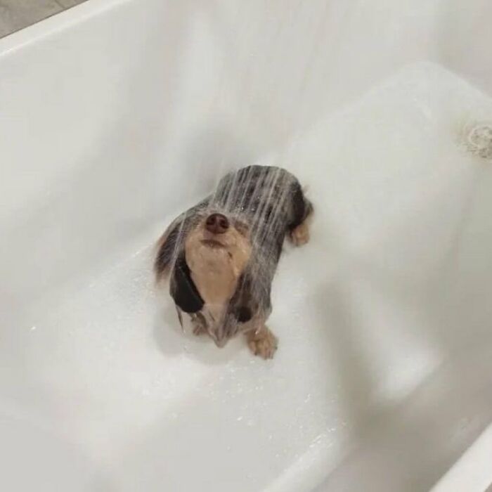 This Instagram Page Shares The Cutest “Smol” Animals, And Here Are 60 Of The Best Pics This Instagram Page Shares The Cutest “Smol” Animals, And Here Are 60 Of The Best Pics