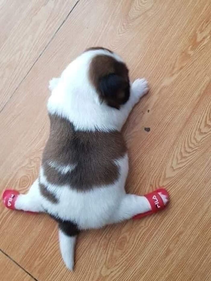 This Instagram Page Shares The Cutest “Smol” Animals, And Here Are 60 Of The Best Pics This Instagram Page Shares The Cutest “Smol” Animals, And Here Are 60 Of The Best Pics