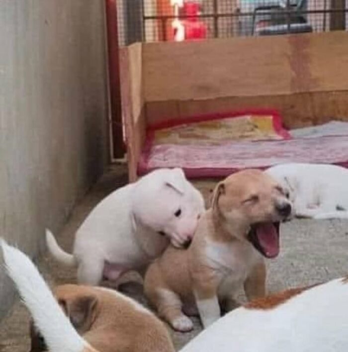 This Instagram Page Shares The Cutest “Smol” Animals, And Here Are 60 Of The Best Pics This Instagram Page Shares The Cutest “Smol” Animals, And Here Are 60 Of The Best Pics