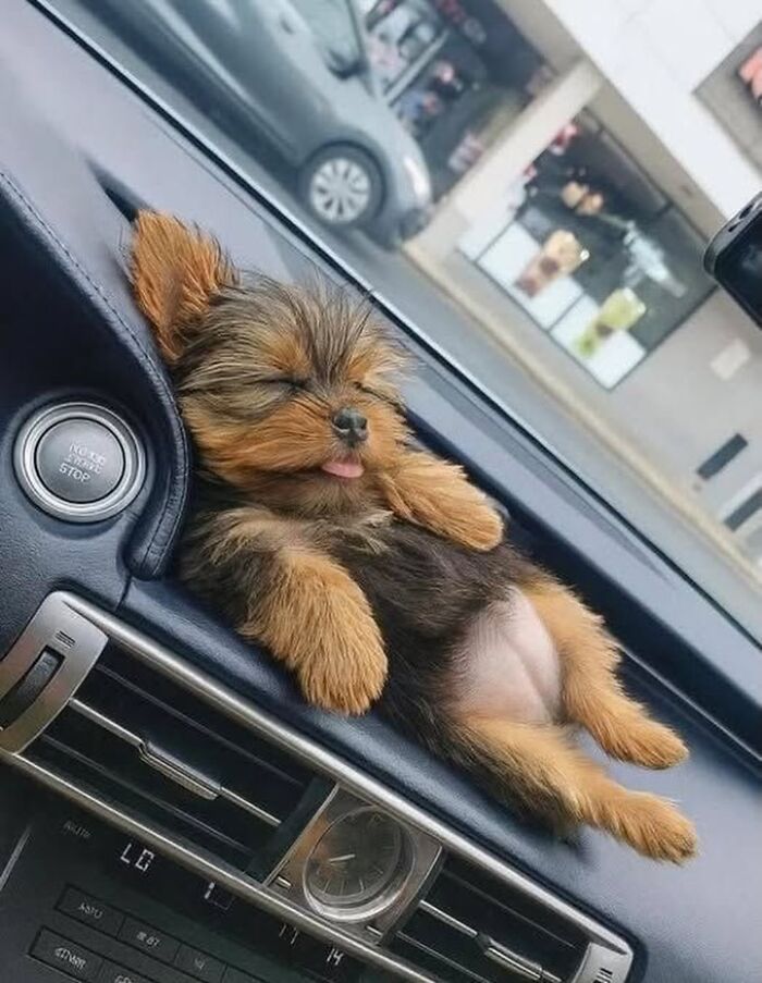 This Instagram Page Shares The Cutest “Smol” Animals, And Here Are 60 Of The Best Pics This Instagram Page Shares The Cutest “Smol” Animals, And Here Are 60 Of The Best Pics