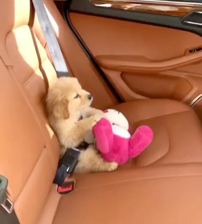 This Instagram Page Shares The Cutest “Smol” Animals, And Here Are 60 Of The Best Pics This Instagram Page Shares The Cutest “Smol” Animals, And Here Are 60 Of The Best Pics