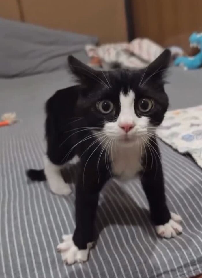 This Instagram Page Shares The Cutest “Smol” Animals, And Here Are 60 Of The Best Pics This Instagram Page Shares The Cutest “Smol” Animals, And Here Are 60 Of The Best Pics