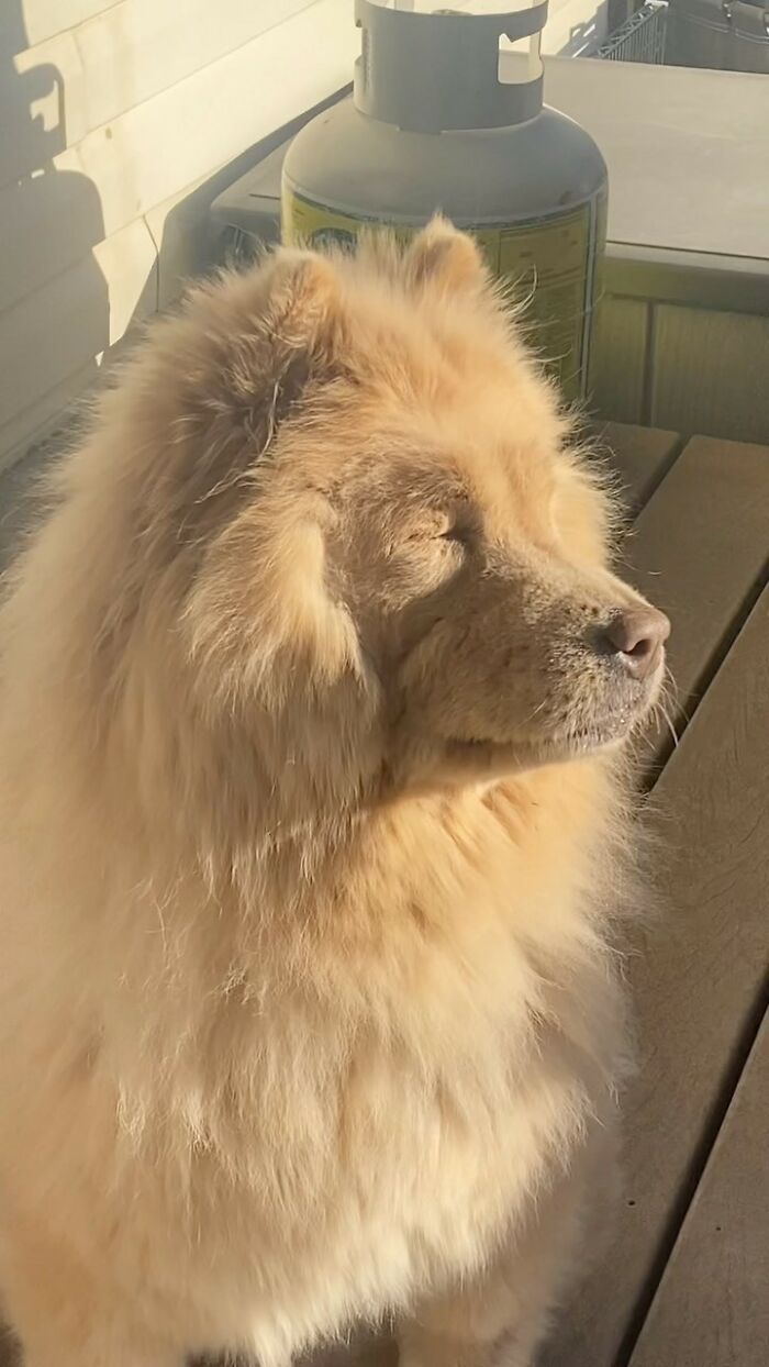 This Puppy Started Guiding Her Blind Dog Friend On Walks, And Has Never Let Her Walk Alone Since