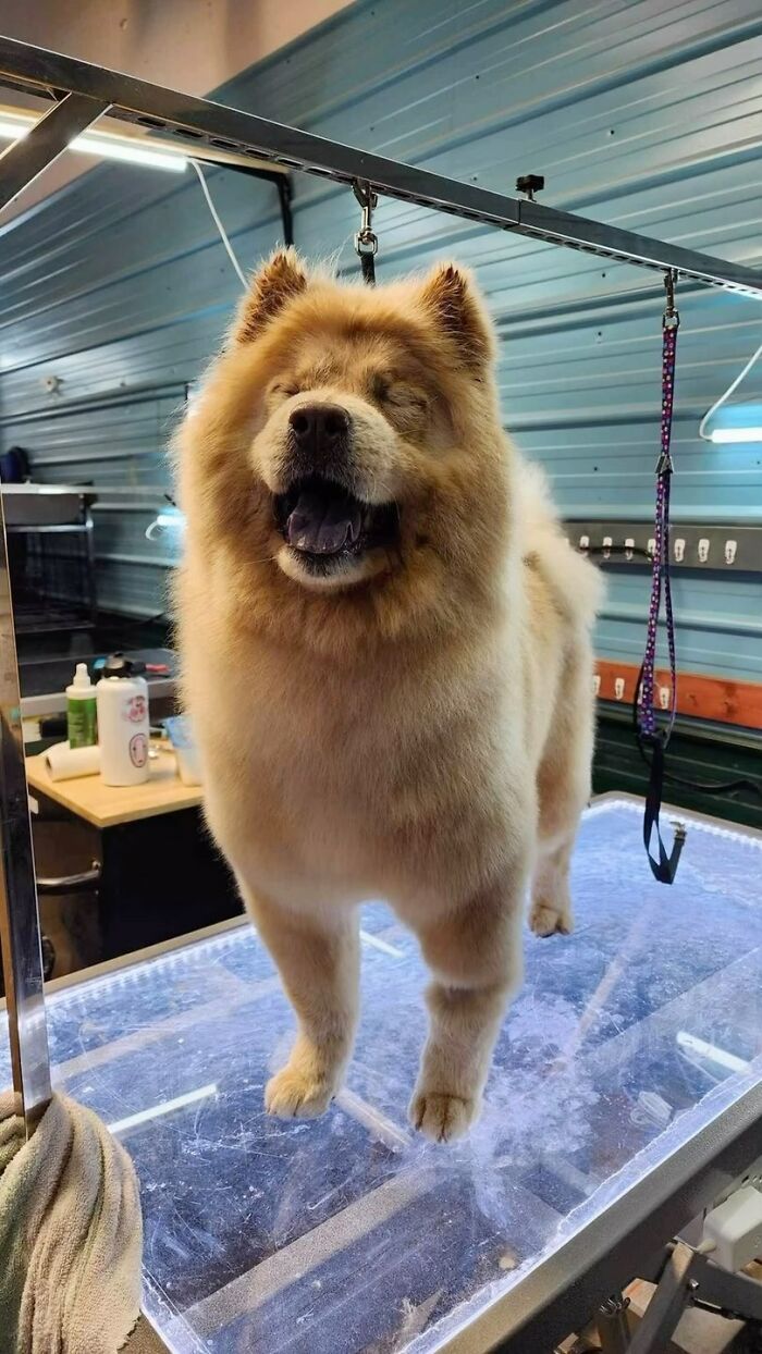 This Puppy Started Guiding Her Blind Dog Friend On Walks, And Has Never Let Her Walk Alone Since