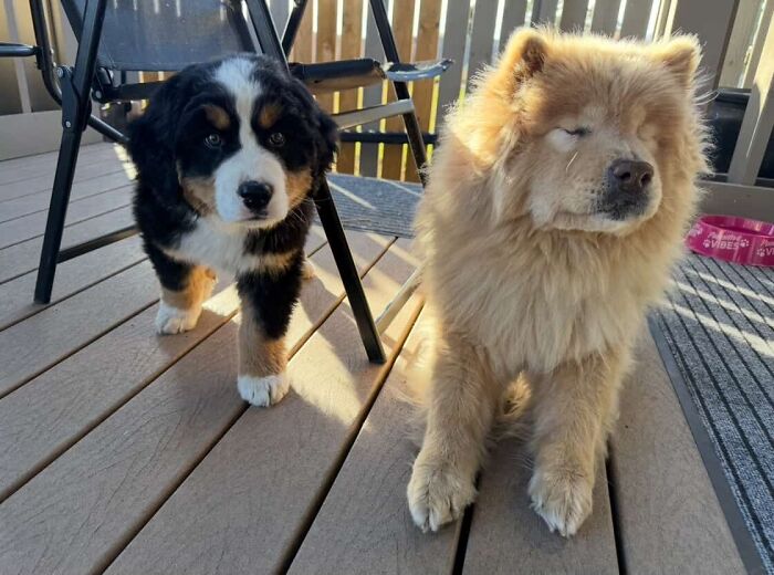 This Puppy Started Guiding Her Blind Dog Friend On Walks, And Has Never Let Her Walk Alone Since