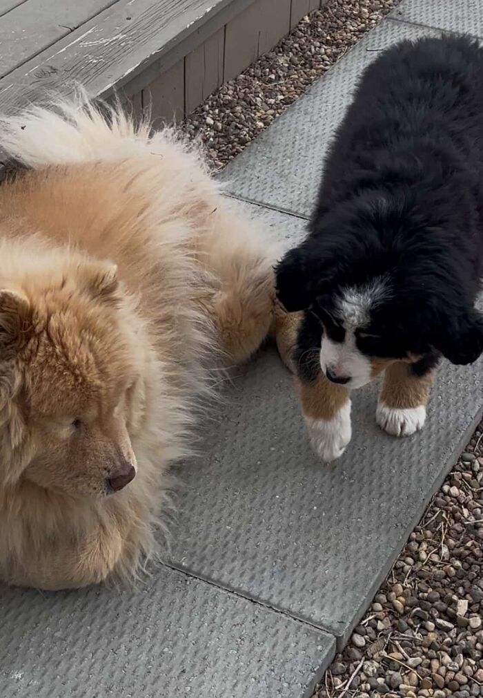 This Puppy Started Guiding Her Blind Dog Friend On Walks, And Has Never Let Her Walk Alone Since