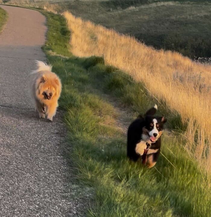 This Puppy Started Guiding Her Blind Dog Friend On Walks, And Has Never Let Her Walk Alone Since