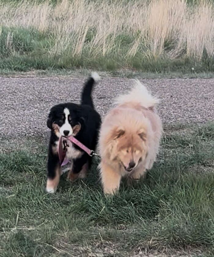 This Puppy Started Guiding Her Blind Dog Friend On Walks, And Has Never Let Her Walk Alone Since