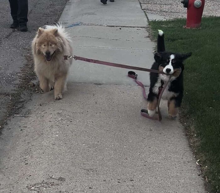This Puppy Started Guiding Her Blind Dog Friend On Walks, And Has Never Let Her Walk Alone Since